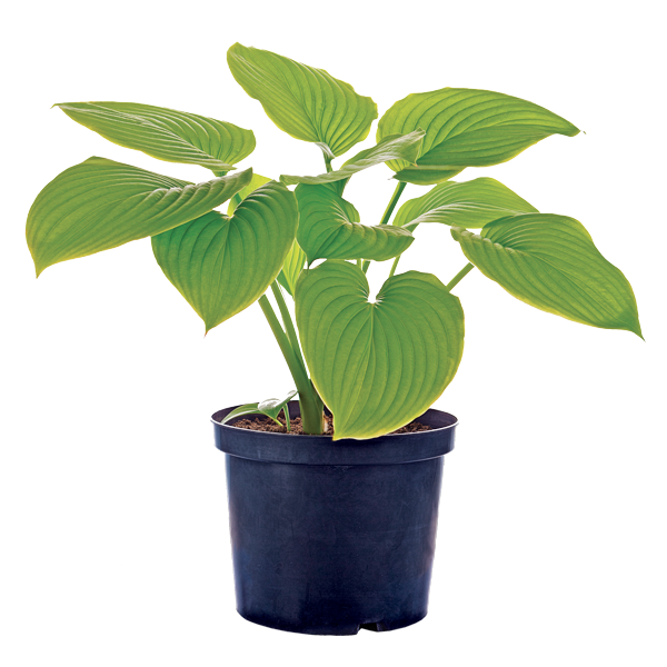 hosta-flower-pot-isolated-white-background-web