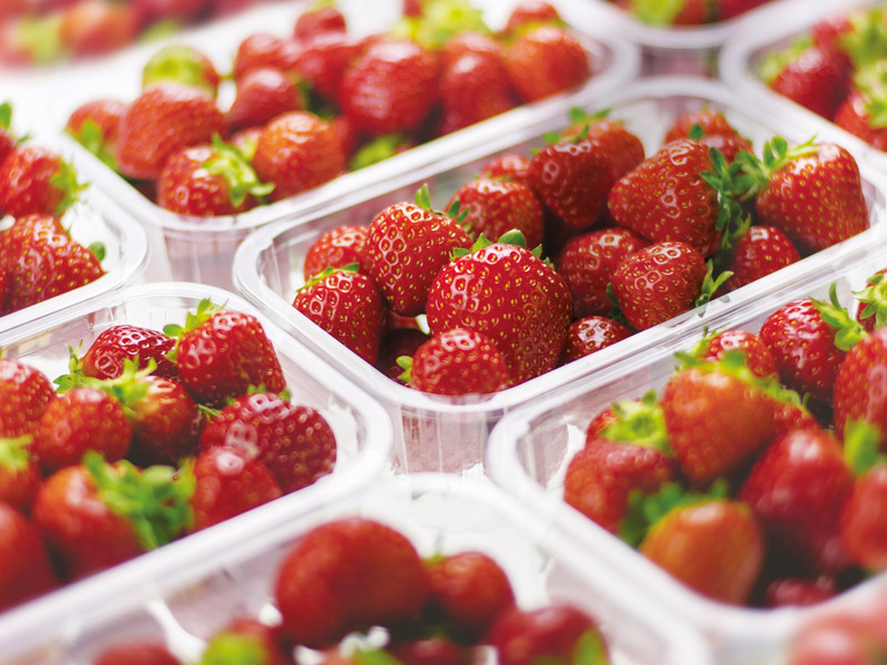 Cestini – Linea Fresh Produce