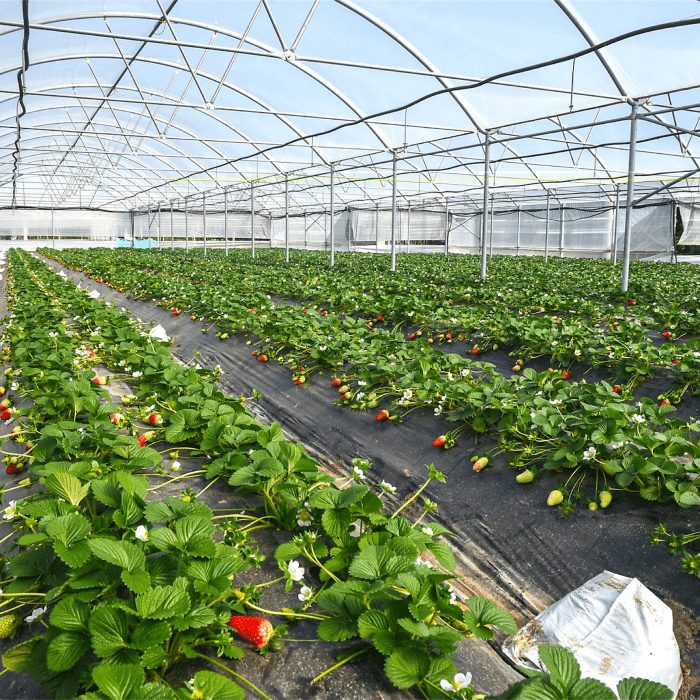 Film plastico in polietilene per pacciamatura.  Versione RD.