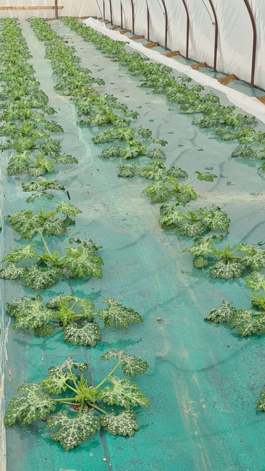 Film plastico in polietilene per solarizzazione e pacciamatura. Versione RD.