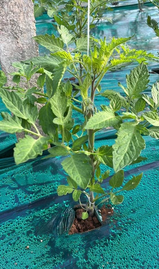 Film plastico in polietilene per solarizzazione e pacciamatura. Versione ND.