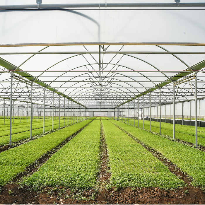 Film plastico in polietilene per copertura serre a luce diffusa, mediamente termico con trattamento AF. Versione RD.