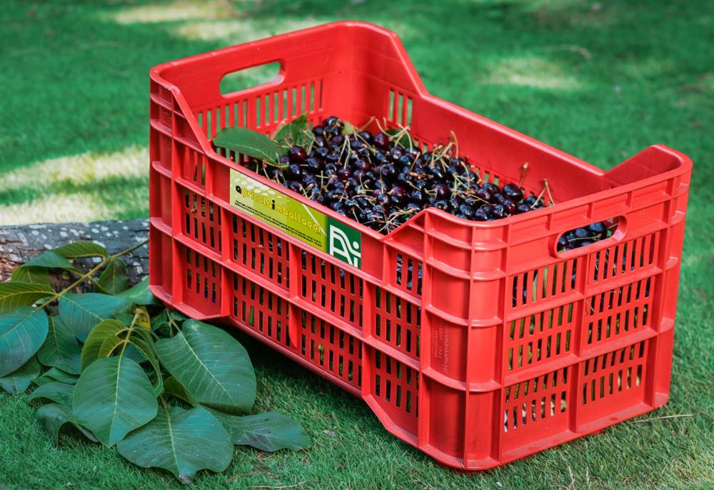 Cassa a perdere – Cassa Agricola da Raccolta