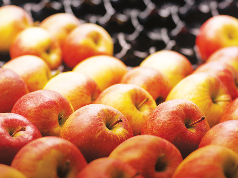 Alveoli in RPET da sottoprodotto – Linea Fresh Produce